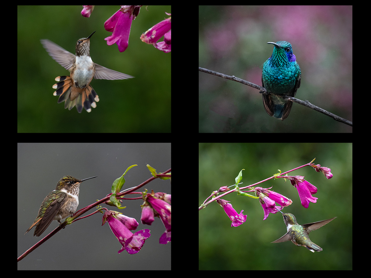 Hummingbirds - Mags Carr